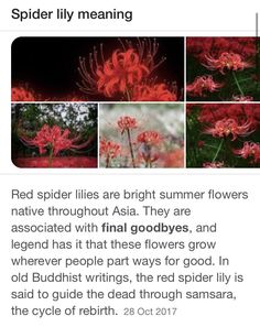 red spider lilies are bright summer flowers native throughout asia they are associated with final goodbyes, and