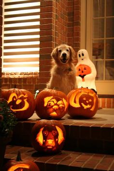 a dog is sitting on the steps with carved pumpkins