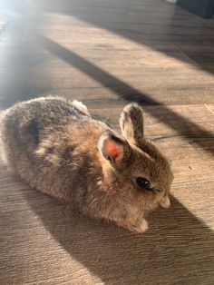 a small rabbit sitting on top of a wooden floor