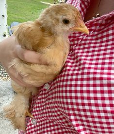 a person holding a brown chicken in their arms and wearing a red and white checkered shirt