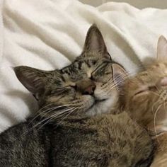 two cats are sleeping together on a bed