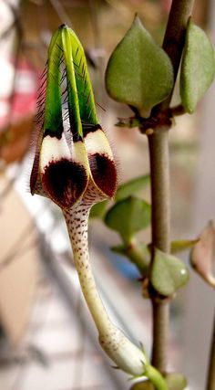 a close up of a flower on a plant