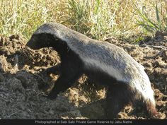 an animal digging in the dirt near some grass