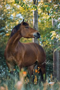 a brown horse standing in the middle of a lush green forest filled with tall grass and trees