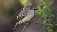 a small bird sitting on top of a tree branch