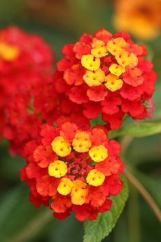 red and yellow flowers with green leaves in the background