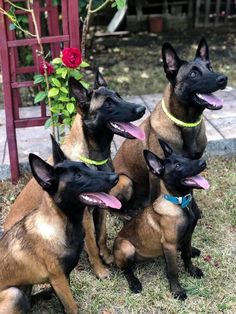 four dogs sitting in the grass with their tongue out