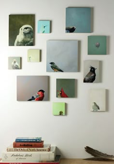 several birds are mounted on the wall above books