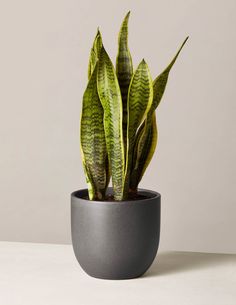 a potted plant sitting on top of a table