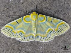 a yellow and blue moth sitting on the ground