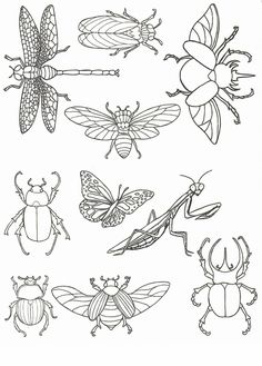 bugs and insects coloring pages for kids to print out on the table or use as wallpaper