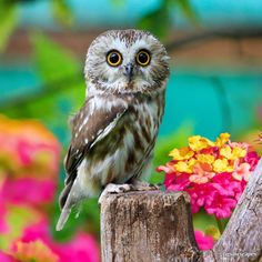 an owl sitting on top of a wooden post next to flowers