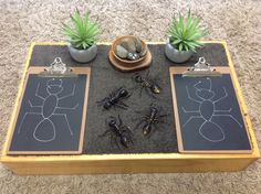 the bugs are drawn on blackboards and placed in front of two potted plants