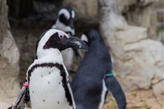 two penguins are standing next to each other