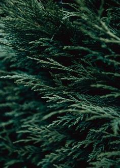 close up view of green foliage in the dark