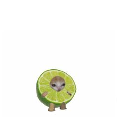 an animal with a lime on it's back standing in front of a white background