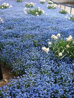 blue and white flowers are growing in the ground