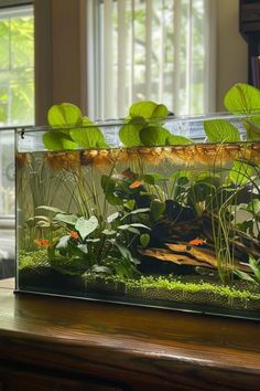 an aquarium filled with plants and rocks on top of a table