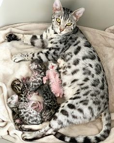 a cat laying on top of a pile of kittens