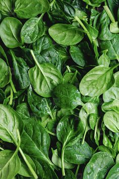 fresh spinach leaves in a bowl ready to be picked from the garden for salad