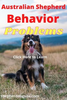 The Australian shepherd can become hyperactive and develop a whole array of behavioral problems if not trained properly. Being out of a job is not the only reason for such issues. Black Australian Shepherd, Toy Aussie, Aussie Cattle Dog, Aussie Shepherd, American Shepherd, Australian Shepherd Puppy, Aussie Puppies