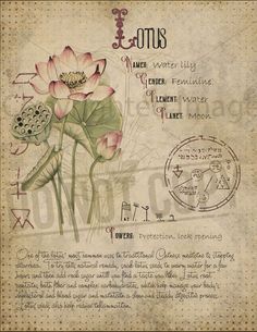 Poisonous Herbs, Witches Book Of Shadows, Journal Witchcraft, Plant Knowledge, Witches Book, The Lotus Flower, Magickal Herbs