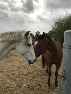 two horses standing next to each other on a dry grass field