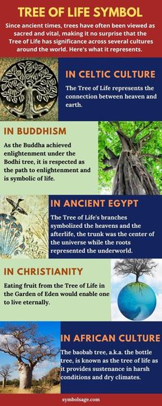 the different types of trees in africa and other countries, with information about their roots