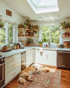 a dog laying on the floor in a kitchen