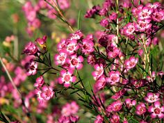 small pink flowers are blooming in the field