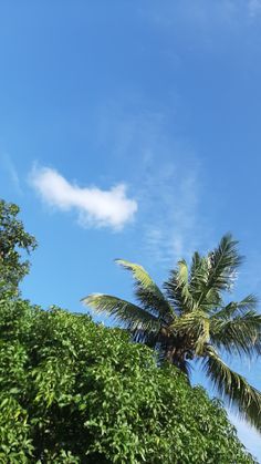 a palm tree is in the foreground with a blue sky and clouds behind it