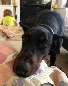 a black and brown dog laying on top of a bed next to a person in a yellow shirt