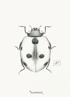 a black and white drawing of a ladybug