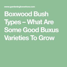 the words boxwood bush types - what are some good buxus varieties to grow