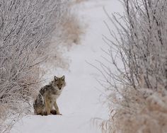 a lone wolf sitting in the middle of a snow covered field next to some bushes