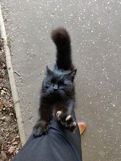 a black cat standing on top of a person's leg with its paw in the air