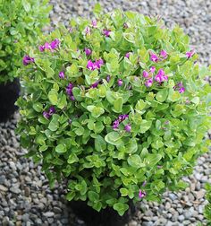 two potted plants with purple flowers in the middle of graveled area next to rocks