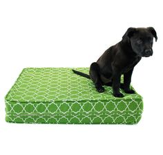 a small black dog sitting on top of a green mattress