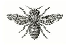 a drawing of a bug with intricate details