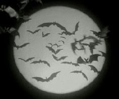 bats flying in the night sky over a full moon with white light and black background