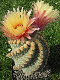 a large yellow and pink flower sitting on top of a green grass covered park bench