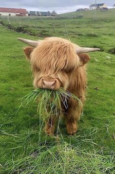 a long haired cow eating grass in a field