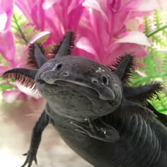 an animal that is looking at the camera with flowers in the back ground behind it