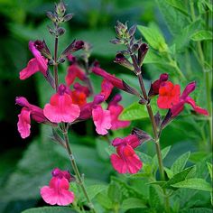 pink flowers with green leaves in the background