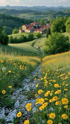 a field with yellow flowers and a house in the background