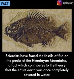 an image of a fish skeleton with the caption that reads, scientist have found the fossil of fish on the peaks of the himalayan mountains