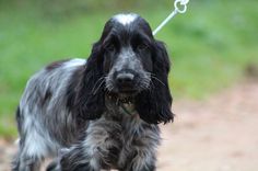 a black and white dog on a leash