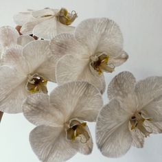 four white orchids are arranged in a vase