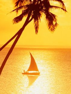 a sailboat on the ocean with a palm tree in the foreground at sunset