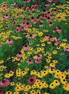 a field full of yellow and pink flowers